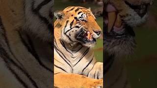 Why Tiger Become So Dangerous? By Info Fact News