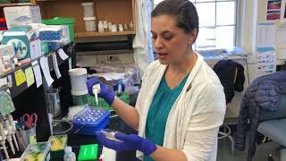 Colony PCR