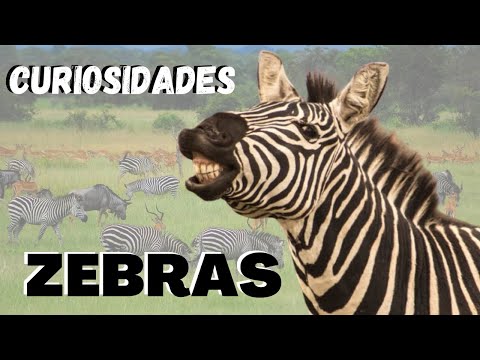 Vídeo: Onde a Zebra Vive: Fatos Listrados