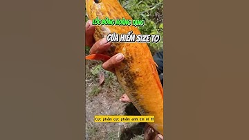 Siêu phẩm cá lóc đồng đột biến xanthic màu vàng rực rỡ - Nuôi cá dưỡng tâm