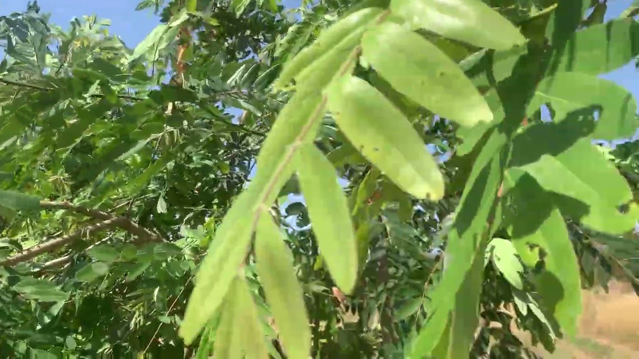 #เก็บผักขี่เหล็กไปแกงจ้า