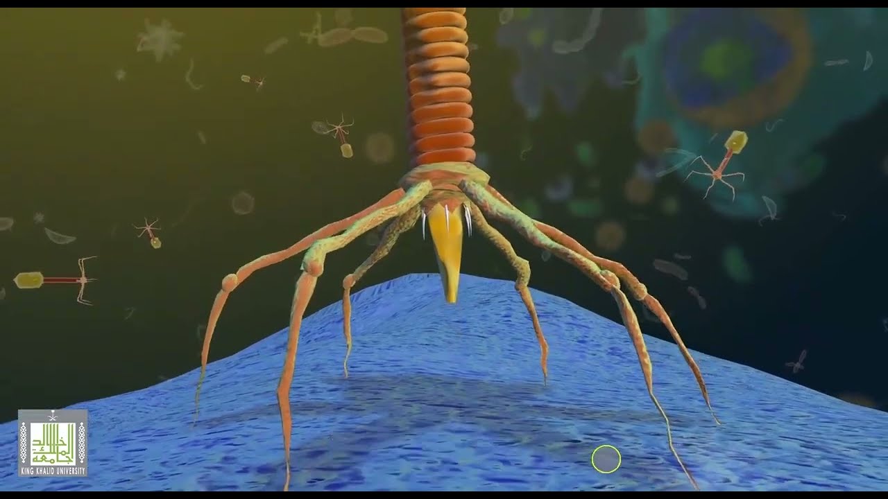 ما هي الفايروسات و لاقمات البكتيريا ؟ شرح تفاعلي