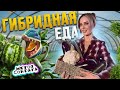 Безопасное ГМО / Раскрываем тайны гибридной еды | Метод Сократа