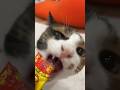 チュールの食べ方が綺麗な猫と汚すぎる猫の違い #shorts #trnb #猫