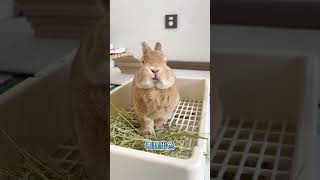 兔兔主草怎么选#科学养兔 #兔子 #宠物兔