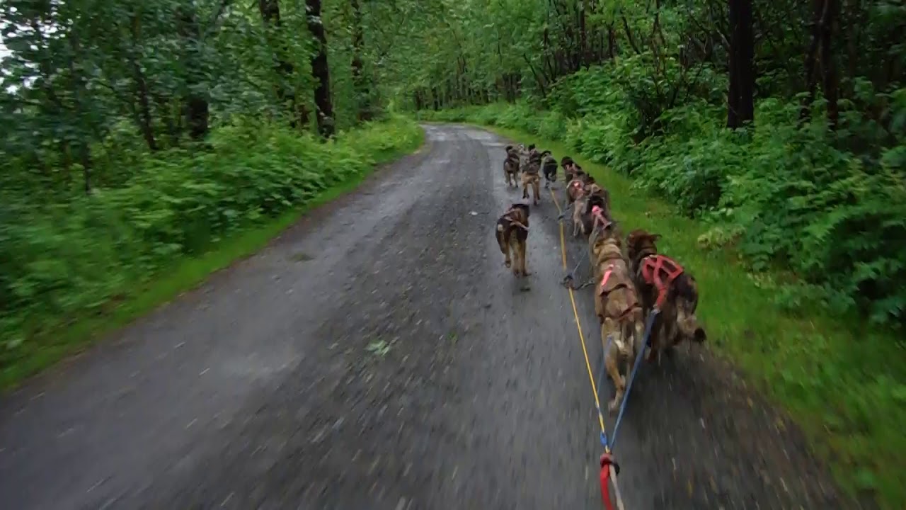 Alaska Cruise Juneau Dog Sled Summer Camp YouTube