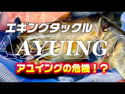 【アユイング】エギングタックルで鮎を釣る！【友釣りとのトラブルについて】 #釣り #エギング #アユイング