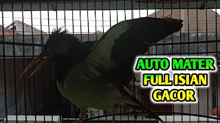 Jalak Suren GACOR Full Isian Mewah Ocehan Jalak Langsung Bongkar Isian Semua Burung Pasti Nyaut