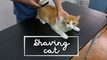 First time shaving our pet cat | Edward Hiew