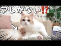 去勢でタマタマがなくなったと気づいた瞬間の猫がこちら...