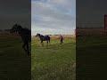Trabajo pie a tierra 🐴
