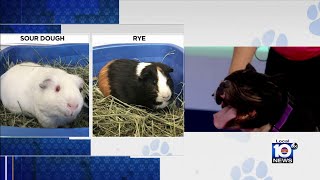 HSBC looking to find 'furever' homes for furry friends Mellow, Sour Dough, Rye