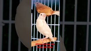 Diamante de Gould Albino fuera del nido por primera vez #shorts