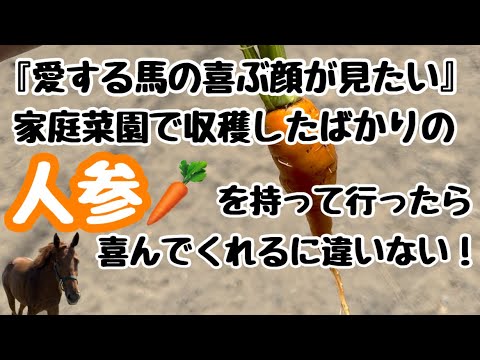 【馬は人参が好きって本当？】家庭菜園で収穫したばかりのニンジンを持って放牧地にいる馬のもとへ行ったらこうなった【サラブレッド】