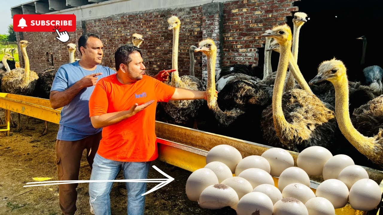 How to Hatch Ostrich Eggs? | Ostrich Eggs Hatching Setup | Eggs incubator | Ostrich Farm