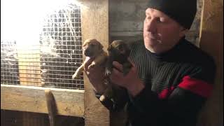 Available Puppies Are Heavy Eli Blood Pedigree.spedigree.gamedogs.czdetails?Id478307