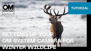 Setting up your OM SYSTEM camera for Winter Wildlife