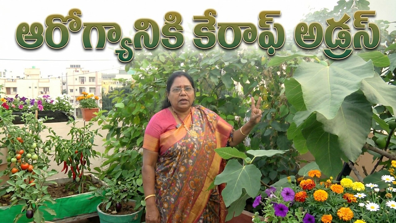 ఇంటి మీదే పంటల వర్షం! మిద్దెతోటలోవిరిసిన హరిత స్వర్గం.. చంద్రావతి  అద్భుత మిద్దెవనం! #ctg #urbanfarm