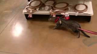 Bernadette at PetSmart in Douglasville, GA