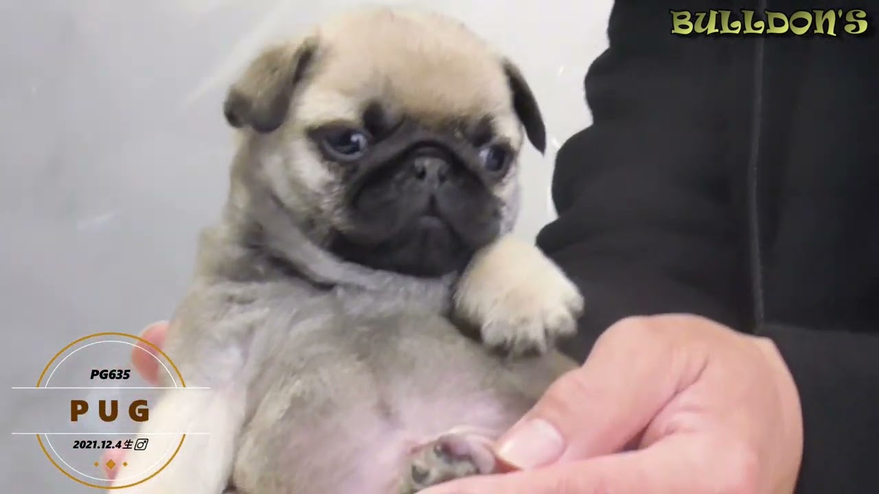 パグ 子犬 ーブサカワ専門犬舎ーbulldon S Youtube