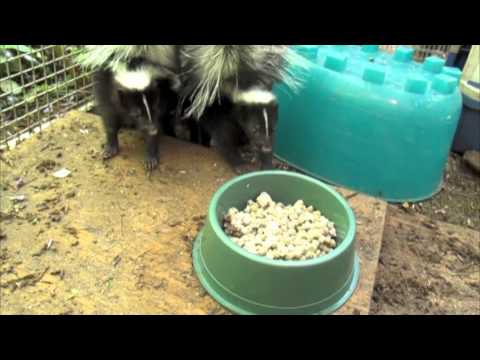 Skunk babies eating, Animal Advocates, Mary Cummins