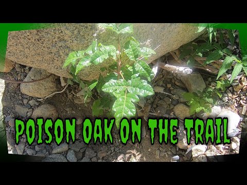 Comment identifier et traiter Poison Oak