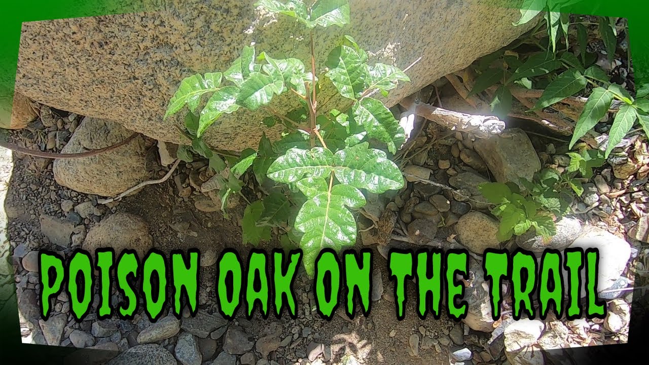 How To Identify and Treat Poison Oak YouTube