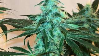 Review On Funk OG