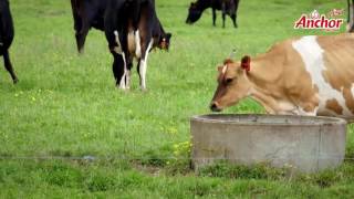 Grass Fed Cows - ابقار تتغذى على العشب