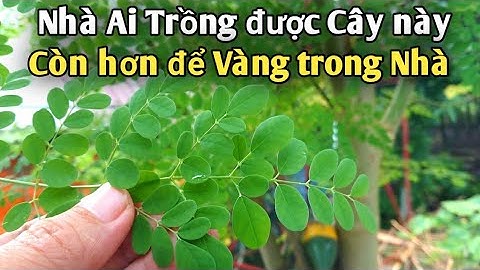 Chùm Ngây | Loại cây giúp Giữ Gìn Sức khỏe rất tuyệt vời. PHAN HẢI Channel