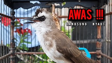 trucukan gacor TARUNG ROPEL PANJANG pancingan trucukan agar bunyi jadikan burung trucuk gacor NYAUT