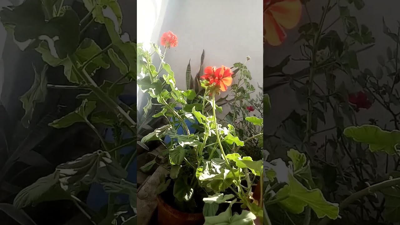 #garden