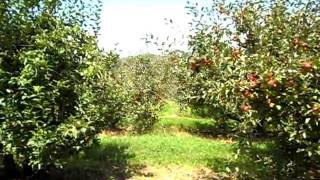 ESTONIAN AT BILPIN 2012  - APPLE ORCHARD -            2727.AVI