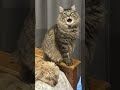 Jagger (aka The Floof) provides his weekly travel advice, accompanied by Alfred #cat #funny #travel