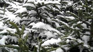 Rabbit Snaring Winter Part 6 2012