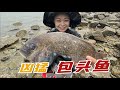 【English sub】小章赶海发现聚宝坑 ，竟然藏着深海大货，还抓到生猛包公鱼！【赶海小章】