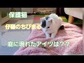 保護猫　仔猫のちびまる　　　　　　庭に現れたアイツは…