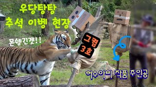 🎁우당탕 추석 이벤트 현장🎁 역대급 신남과  퇴근거부까지~ (안보면 후회각❗) Famous Tiger in Korea, cat tiger #태범 #무궁 #백두대간호랑이 by Gonparazzi곤파라치 21,090 views 7 months ago 26 minutes