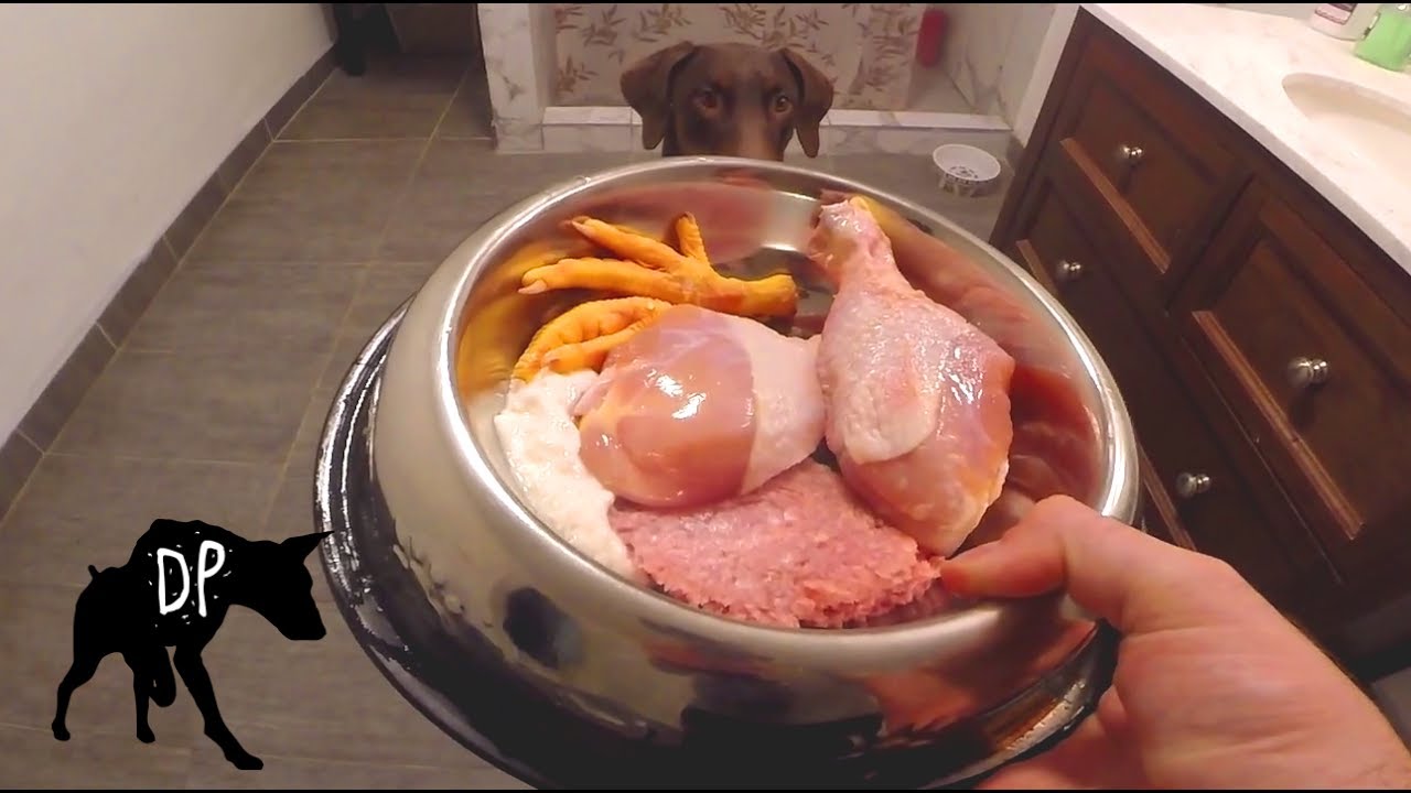 Raw fed Doberman Chicken, Kefir, and Ground Pork YouTube
