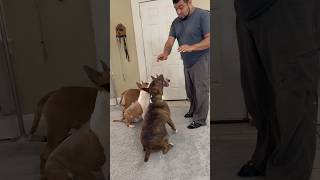 Training my Bull Terriers with hand signals   #bullterrier #dog #dogtraining #doglove #youtubevideo
