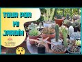 TOUR por mi jardín de SUCULENTAS [Cactus y otras suculentas + NOMBRES] 🌵