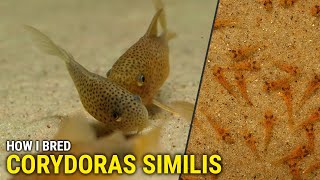 How I Bred Corydoras Similis at Home