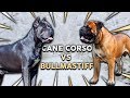 CANE CORSO vs BULLMASTIFF! What's The Best Family Guard Dog? の動画、YouTube動画。