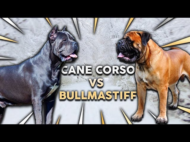 Cane Corso Vs Bullmastiff Whats The Best Family Guard Dog