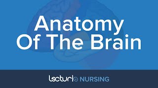Anatomy of the Brain | Nursing School Anatomy screenshot 5