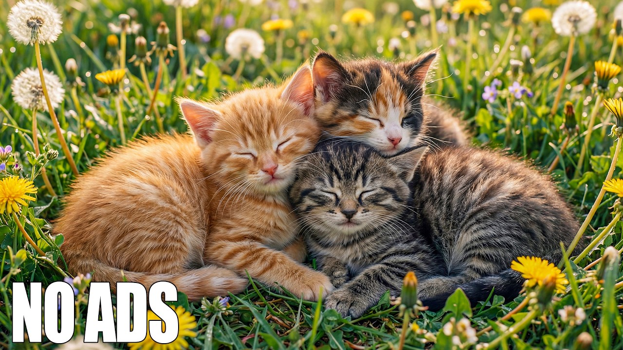12 HOURS Soothing Cat Music 🐈 CALM Your Cat's Anxiety 🐈 Deep Sleep Therapy 🎹 Без рекламы