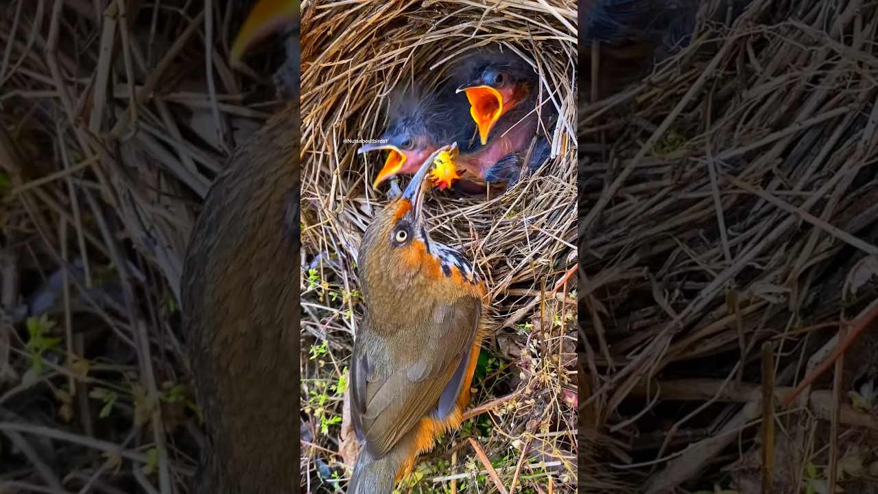 Mother bird feeds chicks yellow worms.