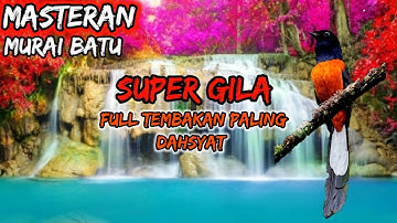 Masteran Murai Batu Super Gila Full Tembakan Paling Super Gila