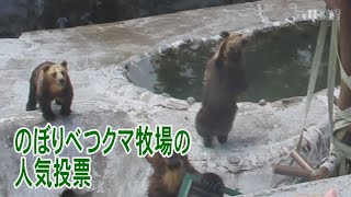 のぼりべつクマ牧場人気投票で「神セブン」決定