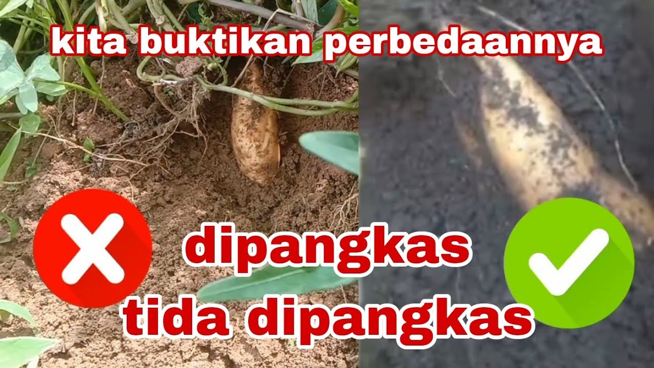 Perbedaan Ubijalar yang di pangkas dan tidak dipangkas hasilnya ‼️@petanimuda-d8w
